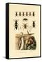 Trapdoor Spider, 1833-39-null-Framed Stretched Canvas