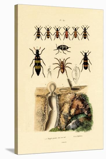 Trapdoor Spider, 1833-39-null-Stretched Canvas