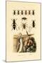 Trapdoor Spider, 1833-39-null-Mounted Giclee Print
