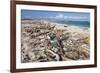 Trash-Covered Beach in Aruba-Paul Souders-Framed Photographic Print