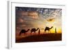 Travel Background - Two Cameleers (Camel Drivers) with Camels Silhouettes in Dunes of Desert on Sun-DR Travel Photo and Video-Framed Photographic Print