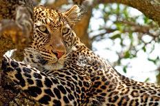 Wild Leopard Lying in Wait atop a Tree in Masai Mara, Kenya, Africa-Travel Stock-Framed Stretched Canvas