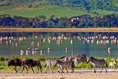 Vintage Style Image of Zebras and Wildebeests Walking beside the Lake in the Ngorongoro Crater, Tan-Travel Stock-Framed Photographic Print