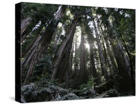 Travel Trip Muir Woods 100th-Eric Risberg-Stretched Canvas