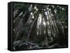 Travel Trip Muir Woods 100th-Eric Risberg-Framed Stretched Canvas