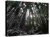 Travel Trip Muir Woods 100th-Eric Risberg-Stretched Canvas