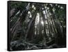 Travel Trip Muir Woods 100th-Eric Risberg-Framed Stretched Canvas