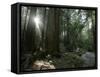 Travel Trip Muir Woods 100th-Eric Risberg-Framed Stretched Canvas