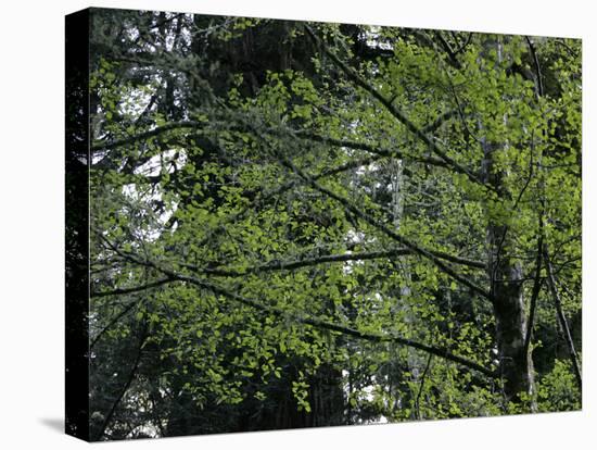 Travel Trip Muir Woods 100th-Eric Risberg-Stretched Canvas