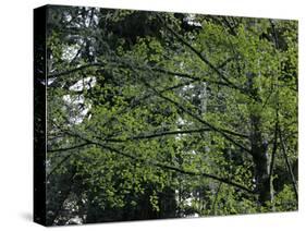 Travel Trip Muir Woods 100th-Eric Risberg-Stretched Canvas
