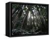Travel Trip Muir Woods 100th-Eric Risberg-Framed Stretched Canvas