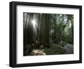 Travel Trip Muir Woods 100th-Eric Risberg-Framed Photographic Print