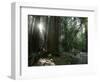 Travel Trip Muir Woods 100th-Eric Risberg-Framed Photographic Print