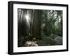 Travel Trip Muir Woods 100th-Eric Risberg-Framed Photographic Print