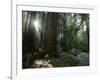 Travel Trip Muir Woods 100th-Eric Risberg-Framed Photographic Print