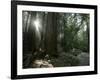 Travel Trip Muir Woods 100th-Eric Risberg-Framed Photographic Print