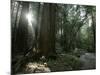 Travel Trip Muir Woods 100th-Eric Risberg-Mounted Photographic Print