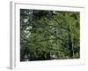 Travel Trip Muir Woods 100th-Eric Risberg-Framed Photographic Print