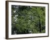 Travel Trip Muir Woods 100th-Eric Risberg-Framed Photographic Print