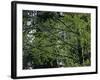 Travel Trip Muir Woods 100th-Eric Risberg-Framed Photographic Print