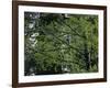 Travel Trip Muir Woods 100th-Eric Risberg-Framed Photographic Print