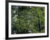 Travel Trip Muir Woods 100th-Eric Risberg-Framed Photographic Print