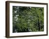 Travel Trip Muir Woods 100th-Eric Risberg-Framed Photographic Print