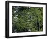 Travel Trip Muir Woods 100th-Eric Risberg-Framed Photographic Print