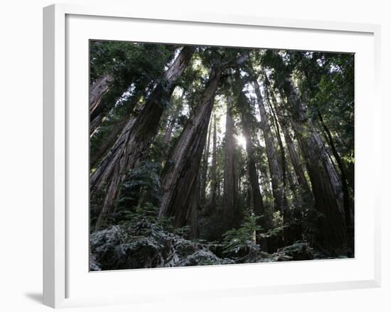 Travel Trip Muir Woods 100th-Eric Risberg-Framed Photographic Print