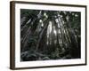 Travel Trip Muir Woods 100th-Eric Risberg-Framed Photographic Print