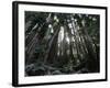 Travel Trip Muir Woods 100th-Eric Risberg-Framed Photographic Print