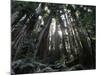 Travel Trip Muir Woods 100th-Eric Risberg-Mounted Photographic Print