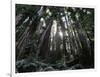 Travel Trip Muir Woods 100th-Eric Risberg-Framed Photographic Print