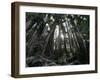 Travel Trip Muir Woods 100th-Eric Risberg-Framed Photographic Print