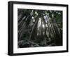 Travel Trip Muir Woods 100th-Eric Risberg-Framed Photographic Print