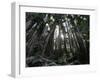 Travel Trip Muir Woods 100th-Eric Risberg-Framed Photographic Print