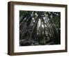 Travel Trip Muir Woods 100th-Eric Risberg-Framed Photographic Print