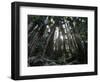 Travel Trip Muir Woods 100th-Eric Risberg-Framed Photographic Print
