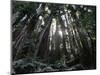 Travel Trip Muir Woods 100th-Eric Risberg-Mounted Photographic Print