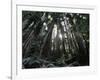 Travel Trip Muir Woods 100th-Eric Risberg-Framed Photographic Print