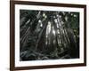 Travel Trip Muir Woods 100th-Eric Risberg-Framed Photographic Print