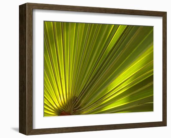 Traveler's Palm Leaf Detail, Edgewater, Florida-Lisa S. Engelbrecht-Framed Premium Photographic Print