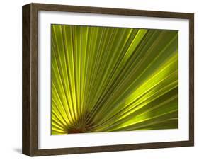 Traveler's Palm Leaf Detail, Edgewater, Florida-Lisa S. Engelbrecht-Framed Premium Photographic Print