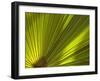 Traveler's Palm Leaf Detail, Edgewater, Florida-Lisa S. Engelbrecht-Framed Premium Photographic Print