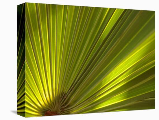 Traveler's Palm Leaf Detail, Edgewater, Florida-Lisa S. Engelbrecht-Stretched Canvas