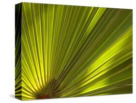 Traveler's Palm Leaf Detail, Edgewater, Florida-Lisa S. Engelbrecht-Stretched Canvas