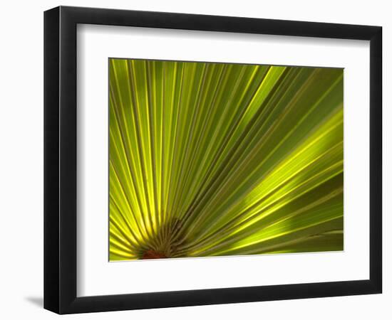 Traveler's Palm Leaf Detail, Edgewater, Florida-Lisa S. Engelbrecht-Framed Photographic Print