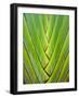 Traveler's Palm, Ravenala Banana-Satakorn-Framed Photographic Print