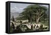 Travelers Stopping to Rest Among a Grove of Cedars in Lebanon-null-Framed Stretched Canvas