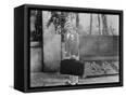 Canvas Black